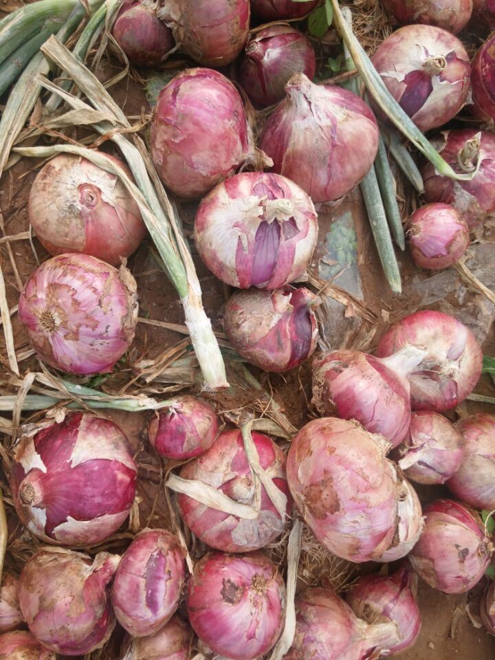 Export Standard Quality Fresh Red Onion
