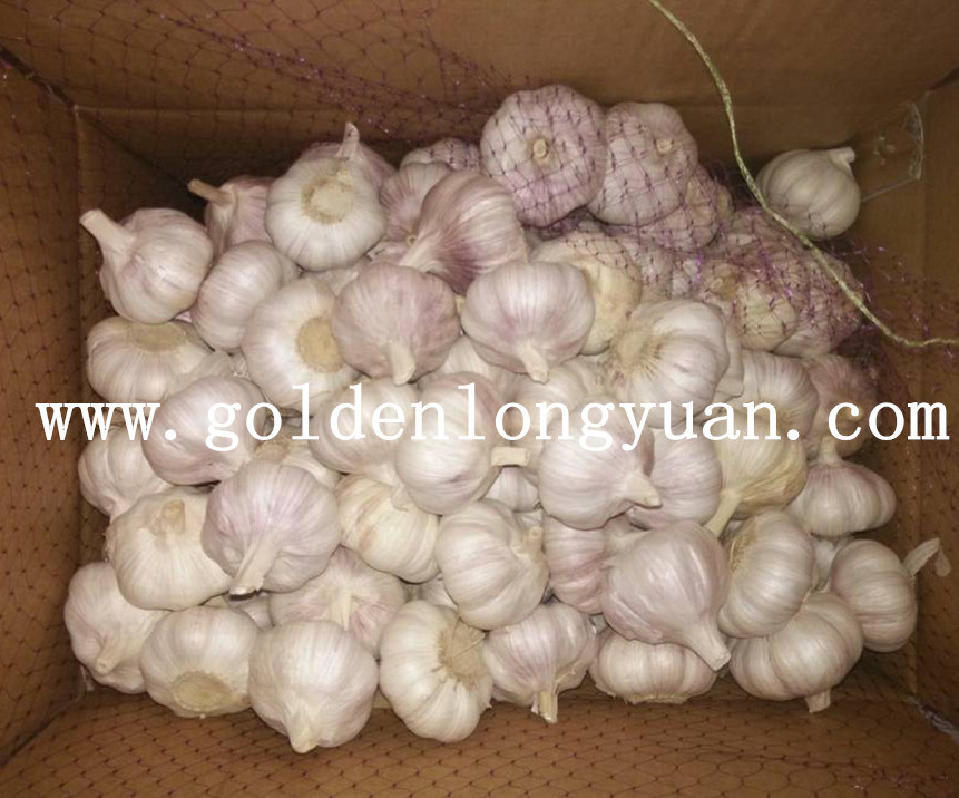 Good Quality From Factory Normal White Garlic