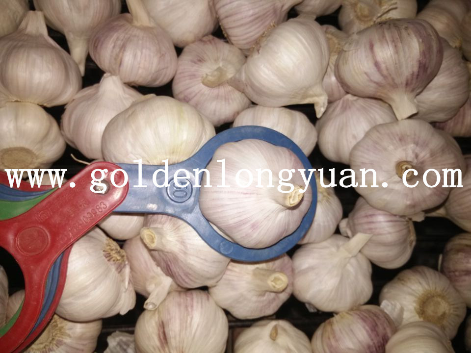 Good Quality From Factory Normal White Garlic