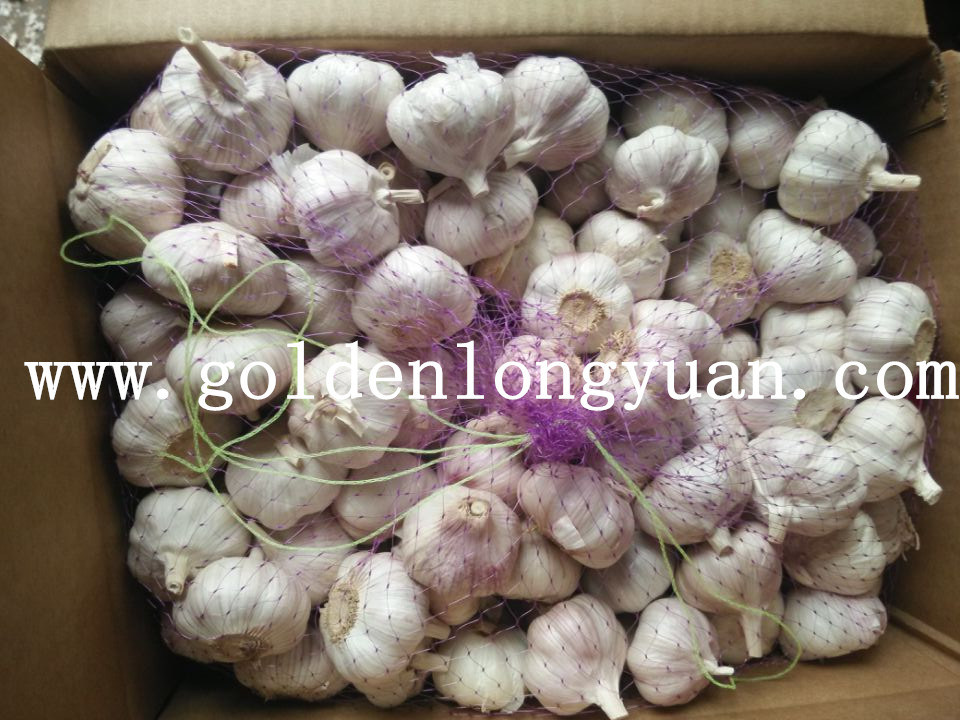 Good Quality From Factory Normal White Garlic