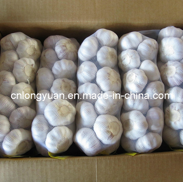 Good Quality From Factory Normal White Garlic