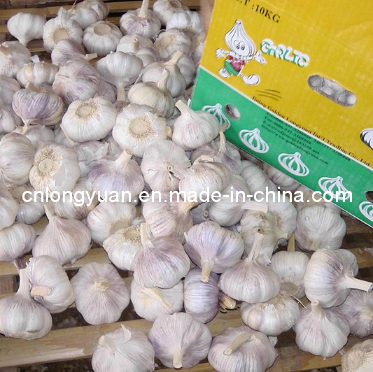 Good Quality From Factory Normal White Garlic