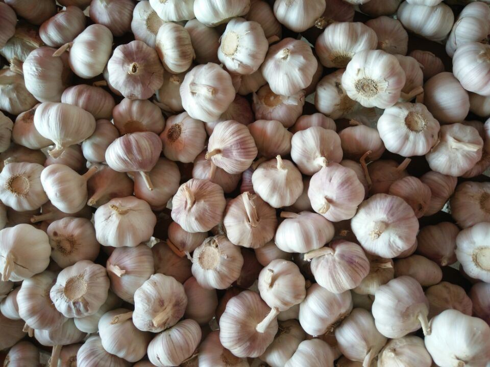 New Crop Garlic Normal White Garlic China Price Supplier Food