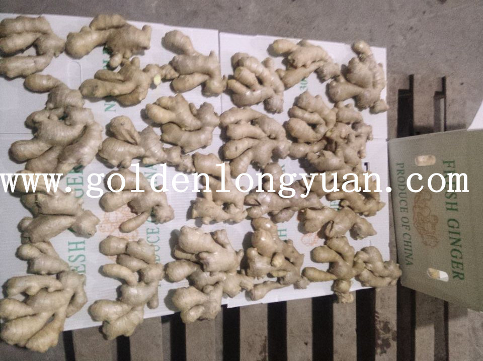 Top Full Air Dry Ginger