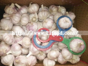 Fresh Red Garlic at Competitive Price