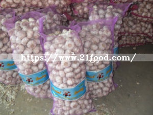 Fresh Red Garlic at Competitive Price