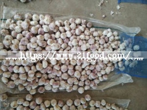 Fresh Red Garlic at Competitive Price
