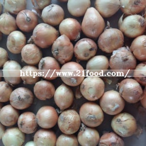 Exported Standard Quality of Chinese Fresh Yellow Onion
