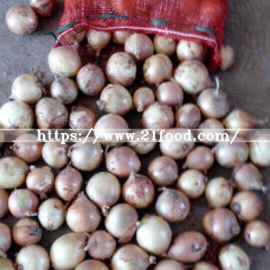 Exported Standard Quality of Chinese Fresh Yellow Onion