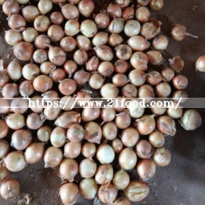 Exported Standard Quality of Chinese Fresh Yellow Onion