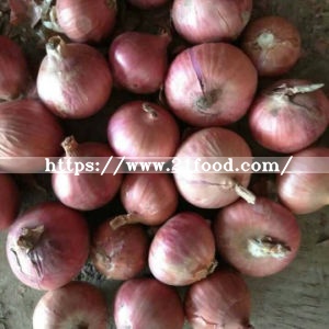 Export Standard Quality Fresh Red Onion
