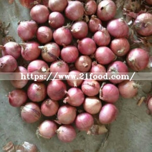 Export Standard Quality Fresh Red Onion