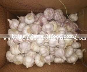 Good Quality From Factory Normal White Garlic