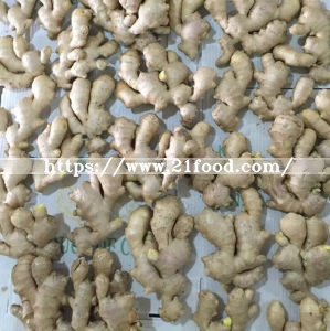 Top Full Air Dry Ginger