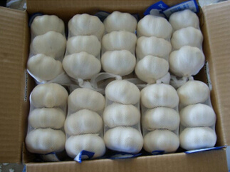 Chinese Fresh White Garlic (4.5-5.0-5.5-6.0cm)