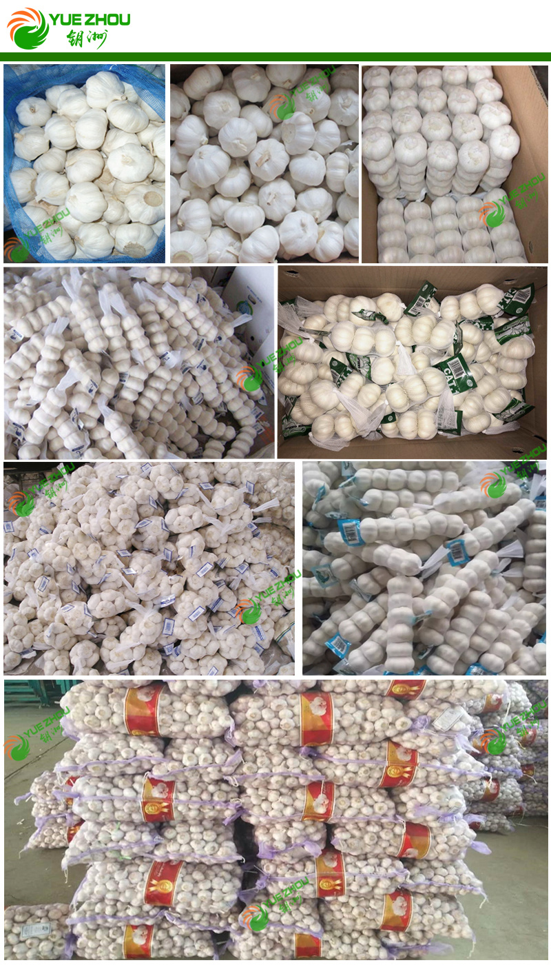 2019 4.5-6cm Fresh Garlic for Hot Sale with Cheaper Price