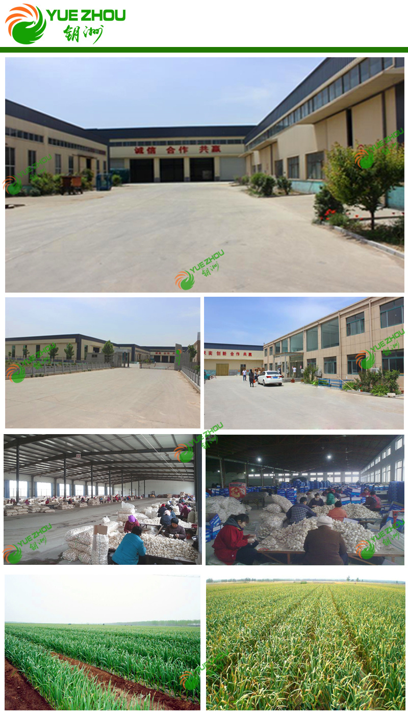 2019 4.5-6cm Fresh Garlic for Hot Sale with Cheaper Price