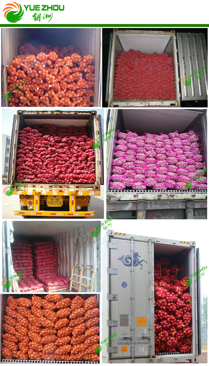 Wholesale Fresh Red Onion From Top Manufacturer