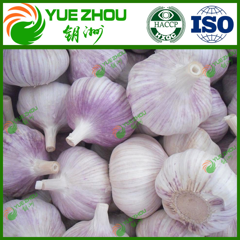 China White Best Fresh Normal Garlic Price for Sale