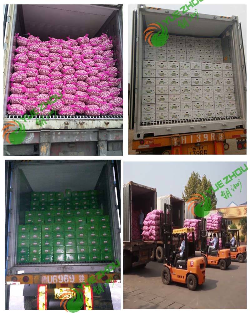 China White Best Fresh Normal Garlic Price for Sale