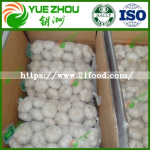 2019 4.5-6cm Fresh Garlic for Hot Sale with Cheaper Price