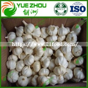 2019 4.5-6cm Fresh Garlic for Hot Sale with Cheaper Price