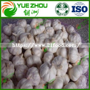 China White Best Fresh Normal Garlic Price for Sale