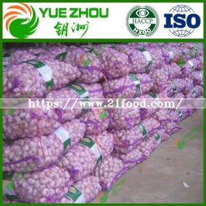China White Best Fresh Normal Garlic Price for Sale