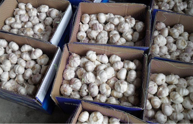Factory Direct Price Fresh Garlic