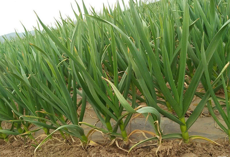 Factory Direct Price Fresh Garlic