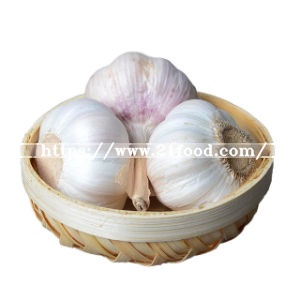 Factory Direct High Quality Bulk Natural Solo Garlic for Sale