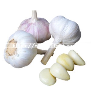 Hot Sale Factory Direct Garlic Price in China