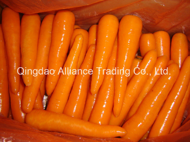Top Quality Fresh Carrot with Export Standard