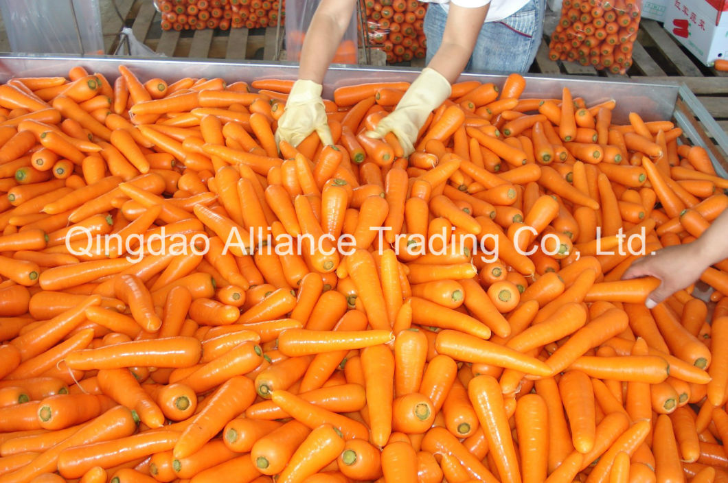 Top Quality Fresh Carrot with Export Standard