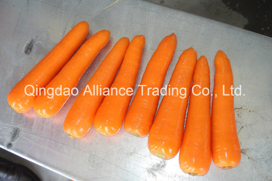 Top Quality Fresh Carrot with Export Standard