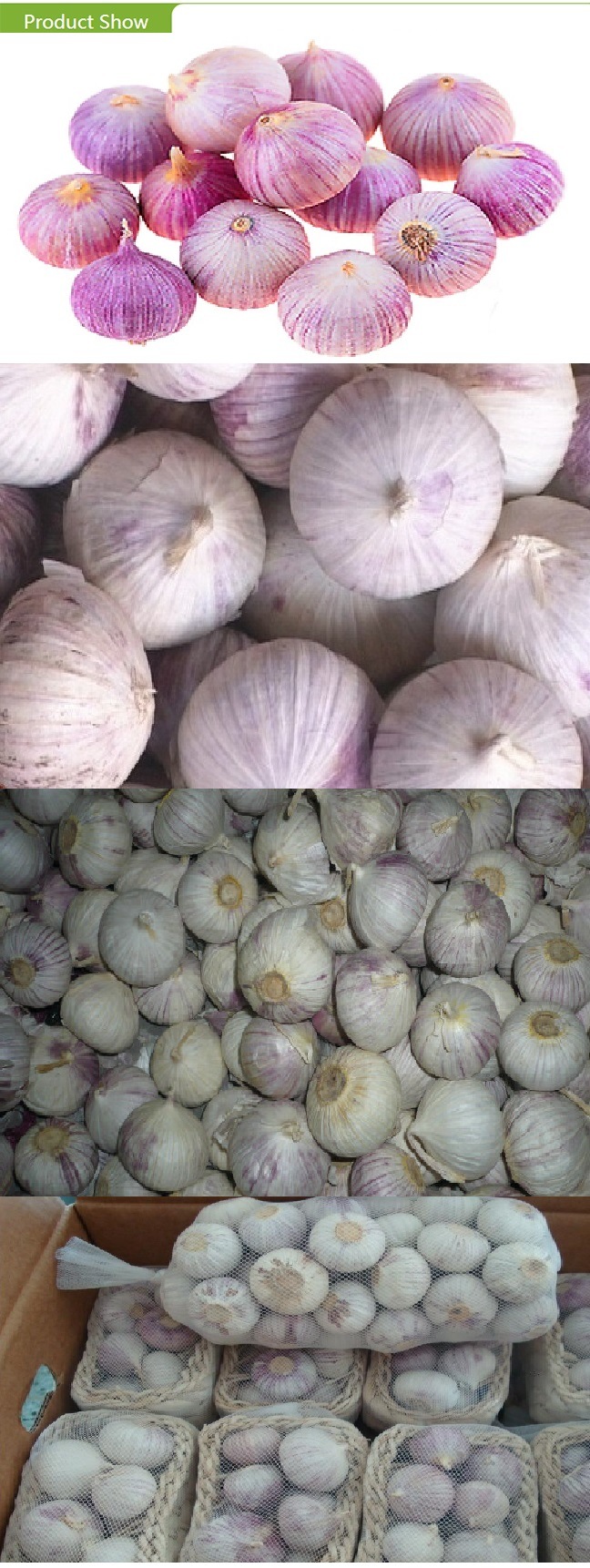 Export Standard Fresh New Crop Solo Garlic