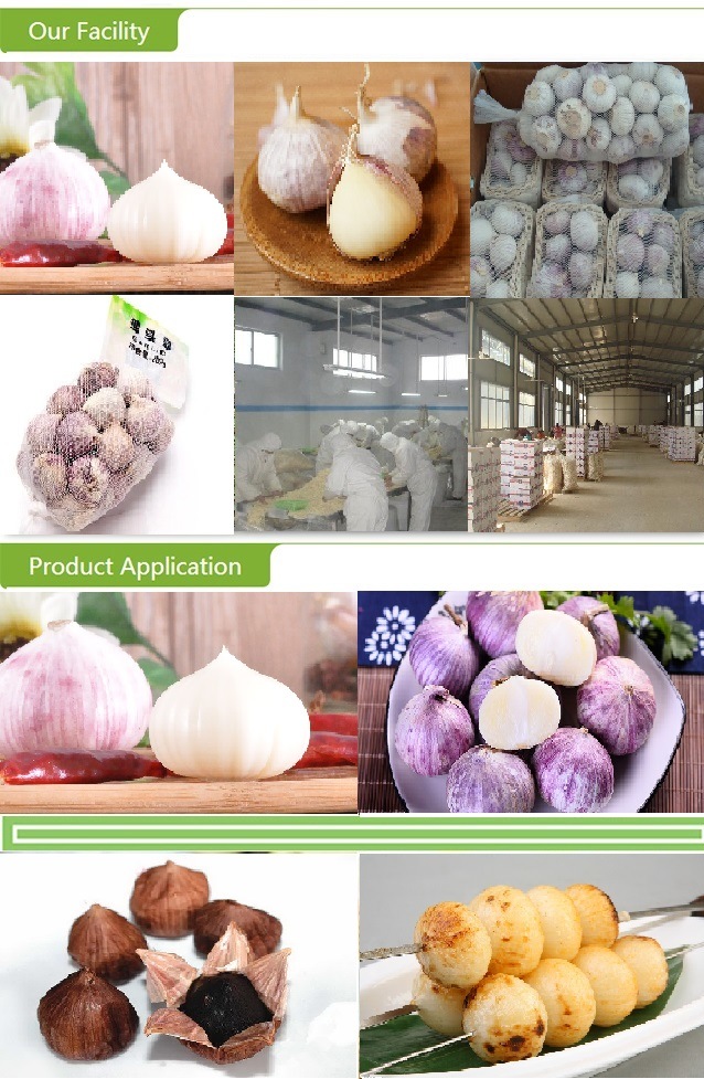 Export Standard Fresh New Crop Solo Garlic