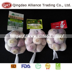 Top Quality Fresh Solo Garlic with Competitive Price