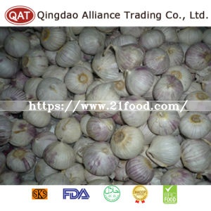 Export Standard Fresh New Crop Solo Garlic