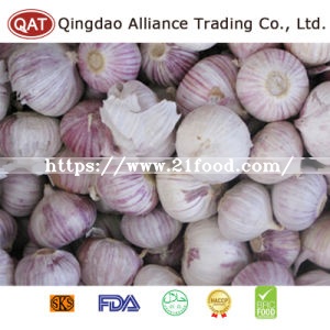 Fresh Chinese New Crop Solo Garlic