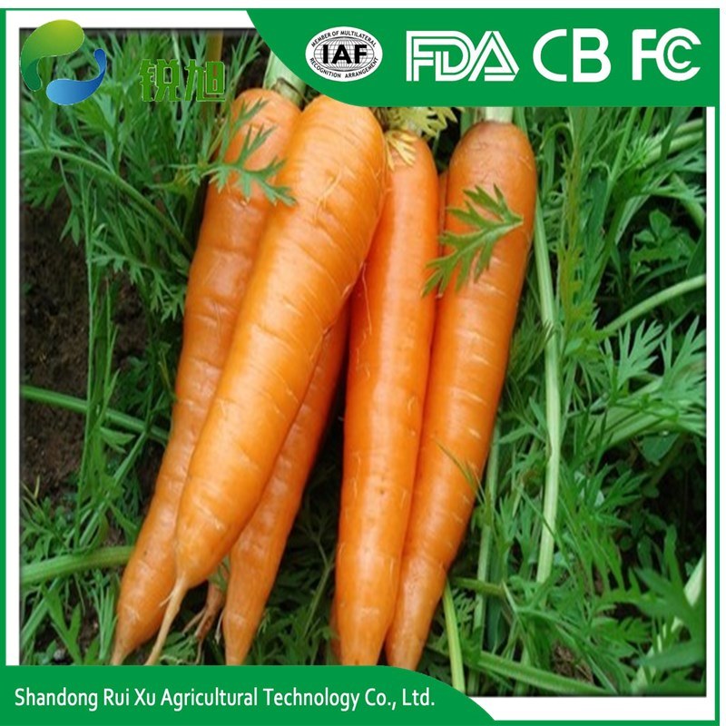 Chinese Fresh Washed Carrot 150g -250g in 10kg Carton