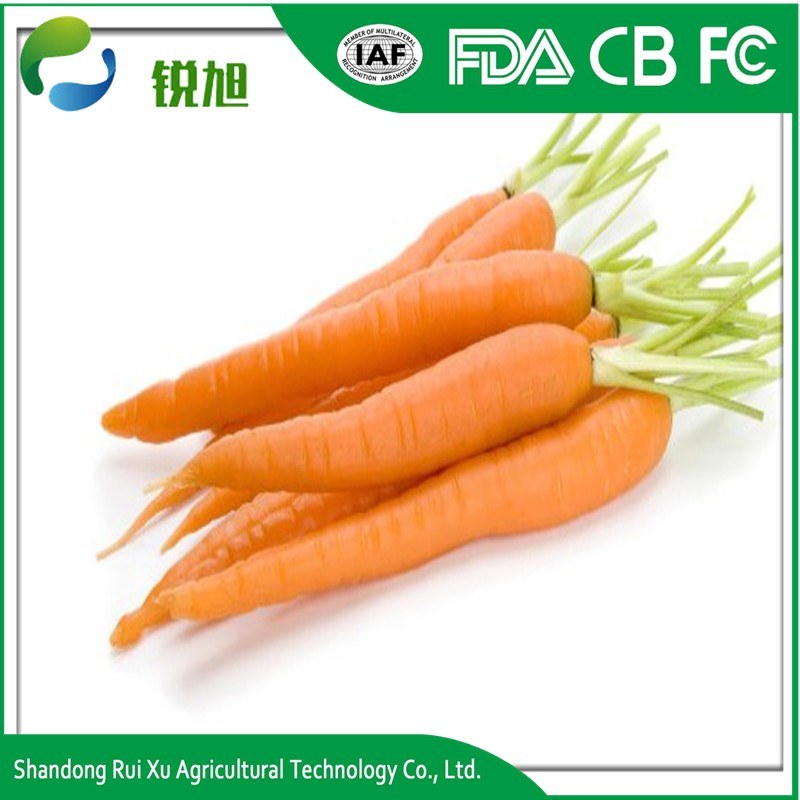 Chinese Fresh Washed Carrot 150g -250g in 10kg Carton