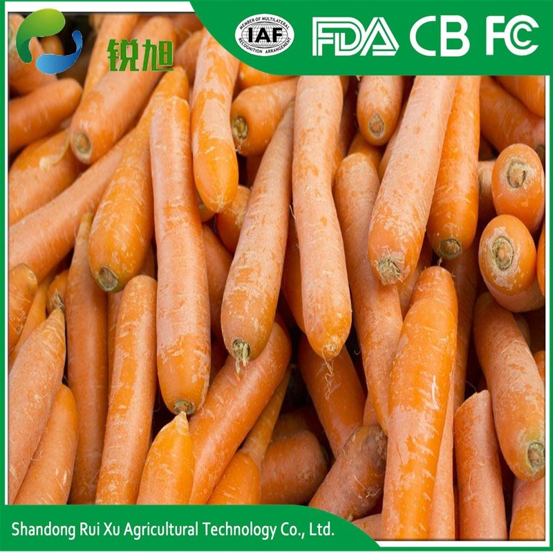 Fresh Australian Sweet Carrots Varieties Carrot Cost Fresh Carrot Shandong
