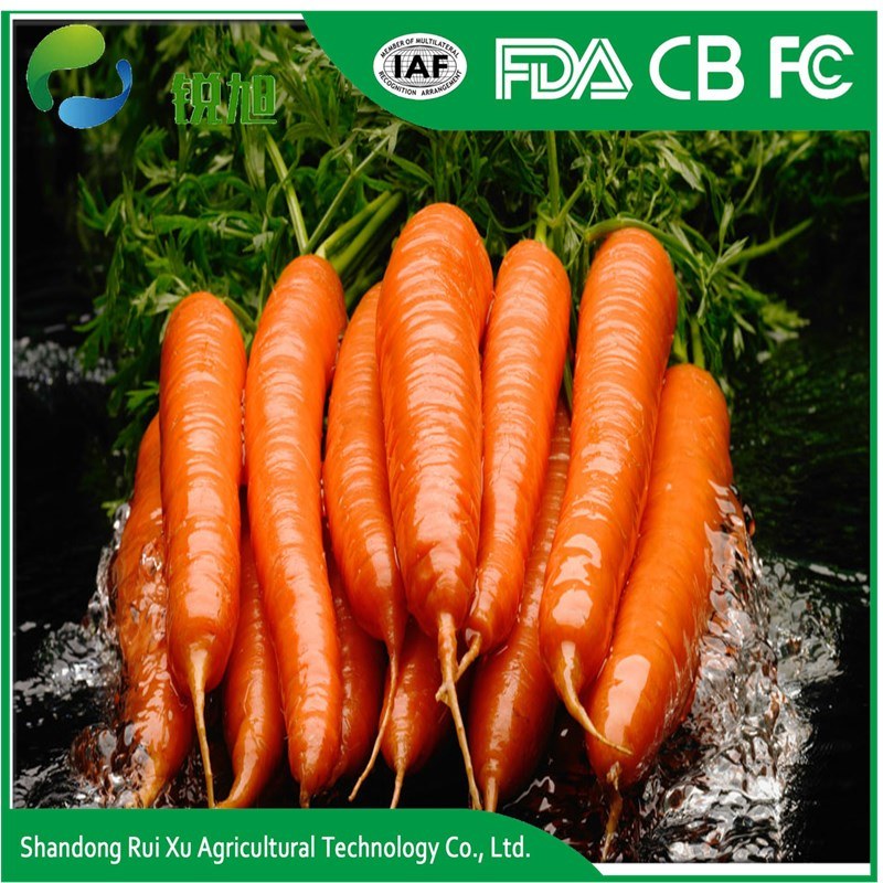 Fresh Australian Sweet Carrots Varieties Carrot Cost Fresh Carrot Shandong