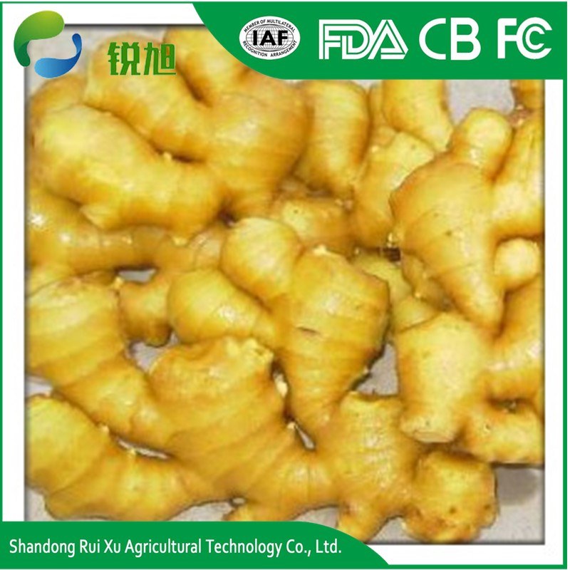 Good Quality Unspoiled Plump Clean Yellow Color Chinese Fresh Ginger