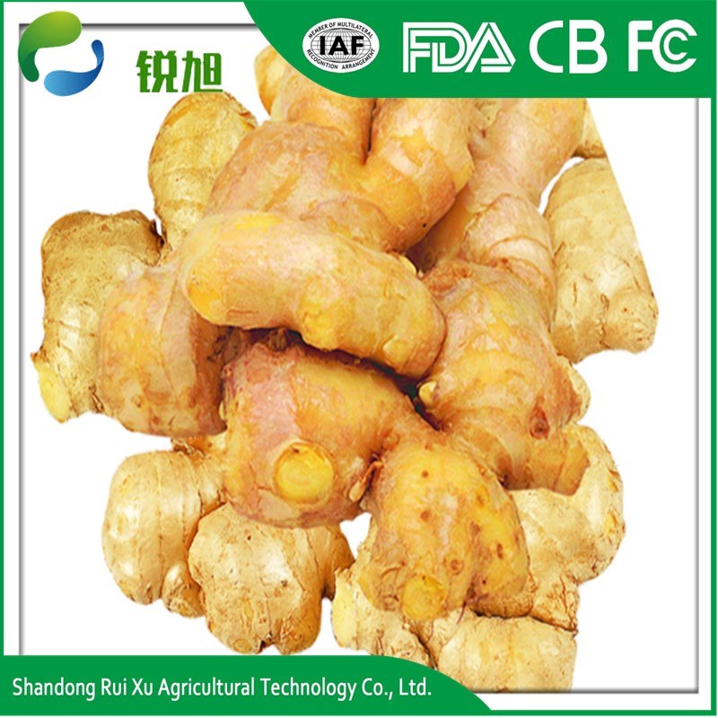 Good Quality Unspoiled Plump Clean Yellow Color Chinese Fresh Ginger