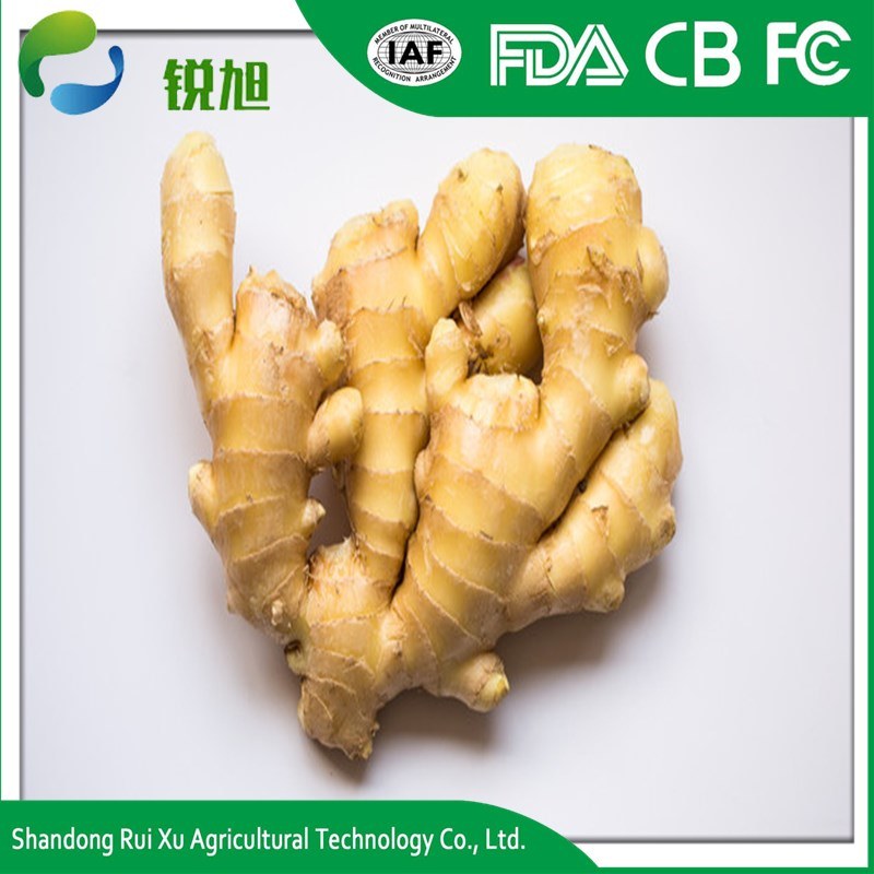 Good Quality Unspoiled Plump Clean Yellow Color Chinese Fresh Ginger