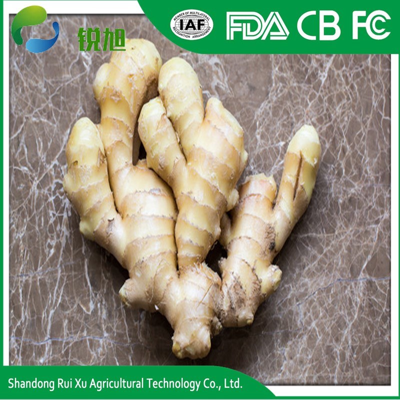 Good Quality Unspoiled Plump Clean Yellow Color Chinese Fresh Ginger