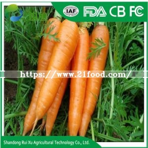 Fresh Australian Sweet Carrots Varieties Carrot Cost Fresh Carrot Shandong
