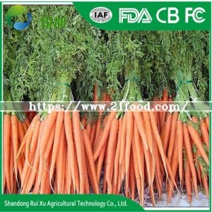 Fresh Australian Sweet Carrots Varieties Carrot Cost Fresh Carrot Shandong